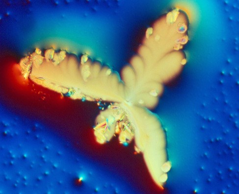 Micro portrait of Ch. Bousquette through the microscope
